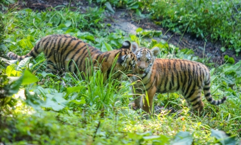 County Executive McMahon Announces Amur Tiger Cubs On Exhibit